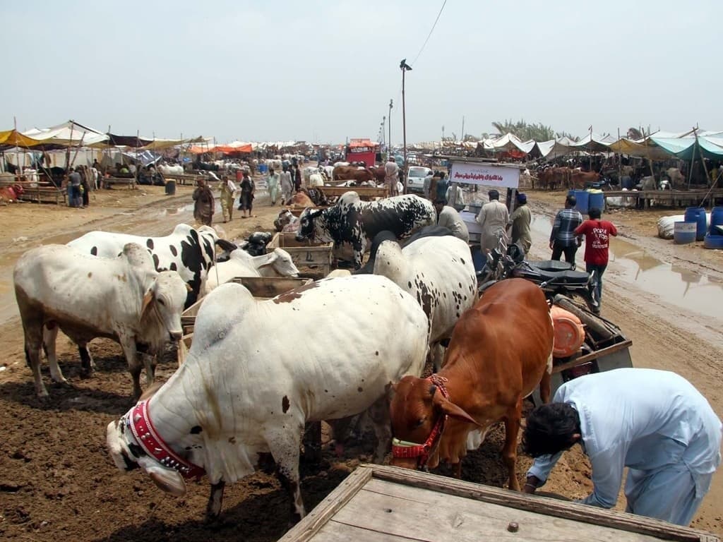 Gallery image 2 for Collective Qurbani Project: Bringing Eid's Blessings to Those in Need