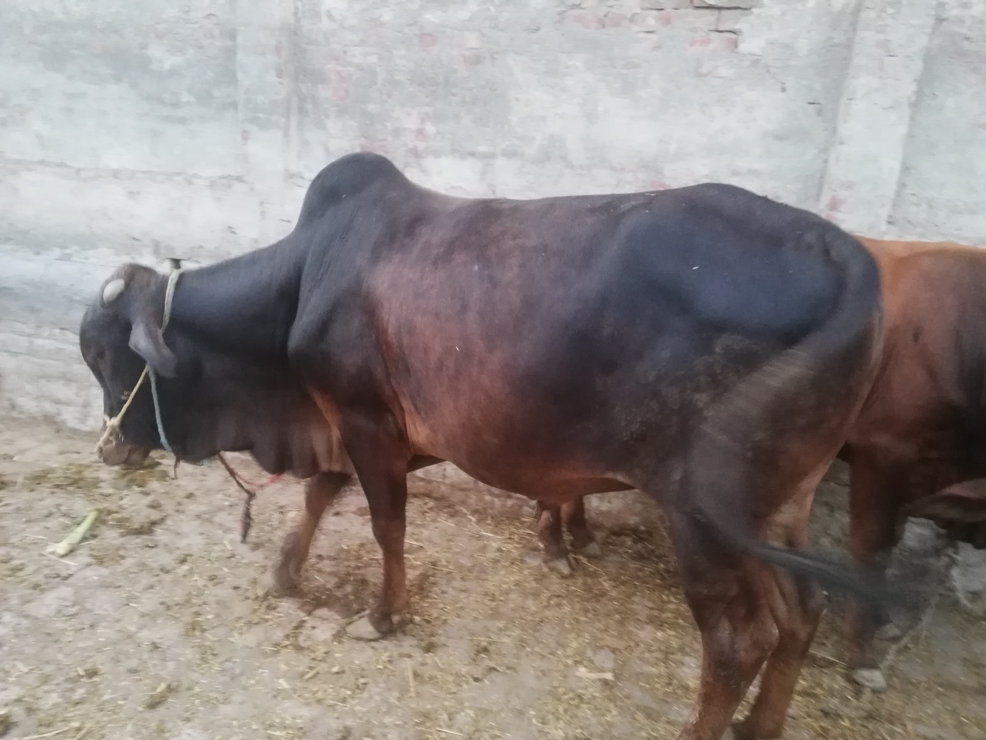 Gallery image 8 for Collective Qurbani Project: Bringing Eid's Blessings to Those in Need