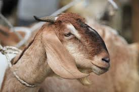 Gallery image 9 for Collective Qurbani Project: Bringing Eid's Blessings to Those in Need